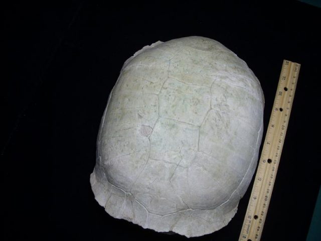 Complete Large Fossil Tortoise (050819s) - Image 4