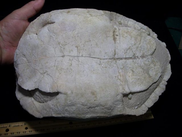 Complete Large Fossil Tortoise (050819s) - Image 5