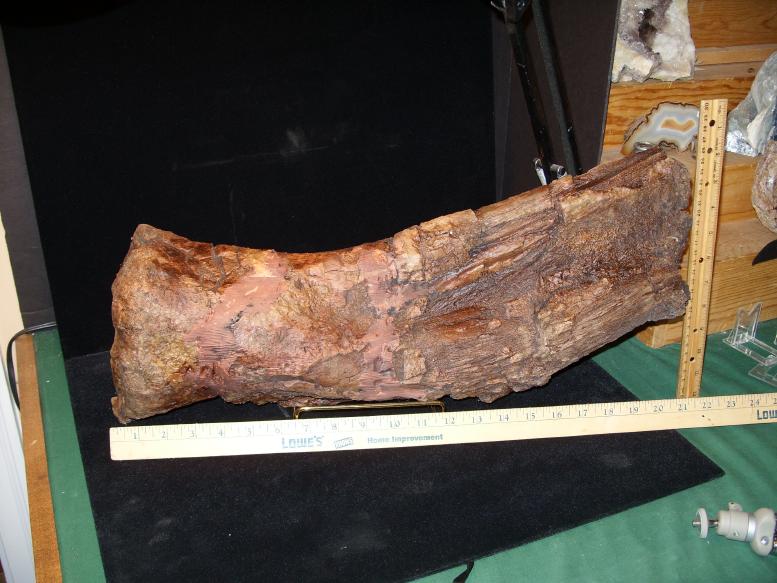 triceratops bones for sale