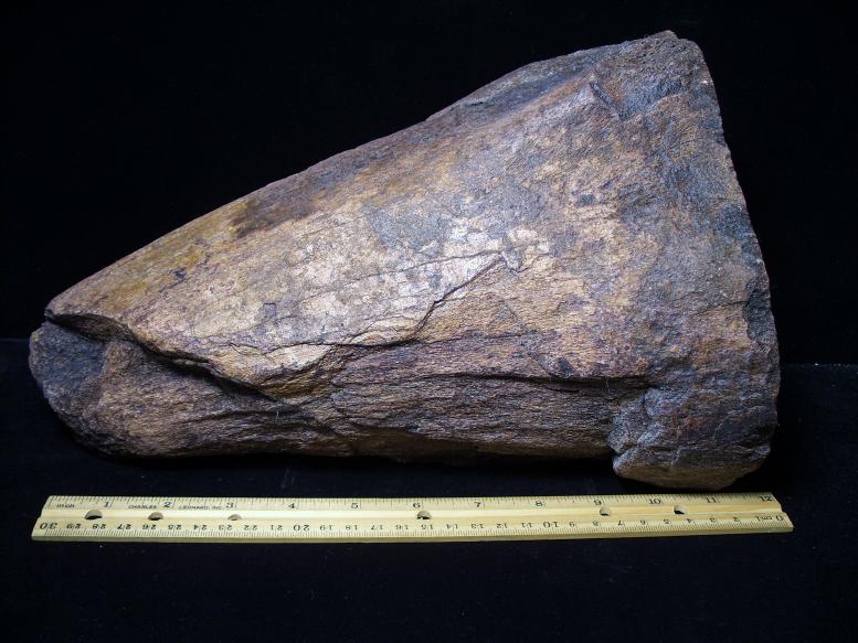 triceratops bones for sale