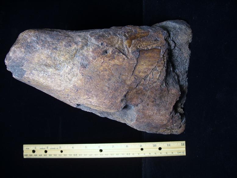 triceratops femur