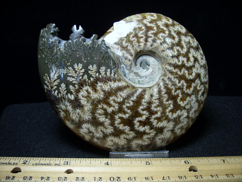 Ammonite with Suture Patterns (071819n) The Stones & Bones Collection