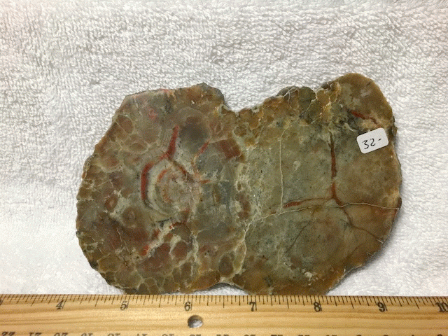 dinosaur coprolite for sale