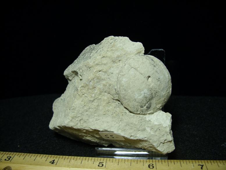 fossil eggs for sale