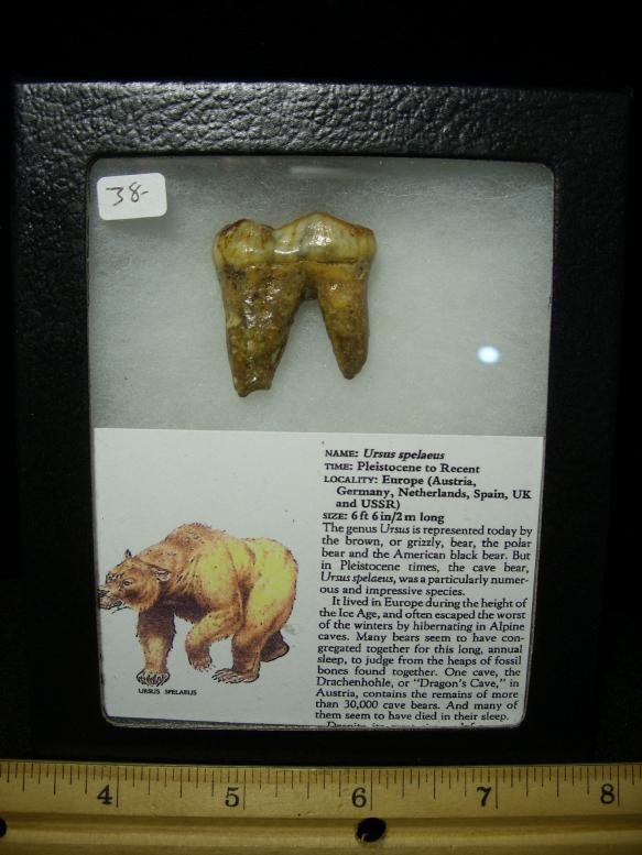 dinosaur molar tooth