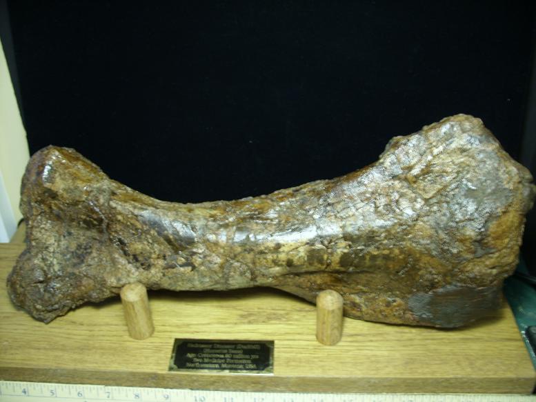 hadrosaur bones