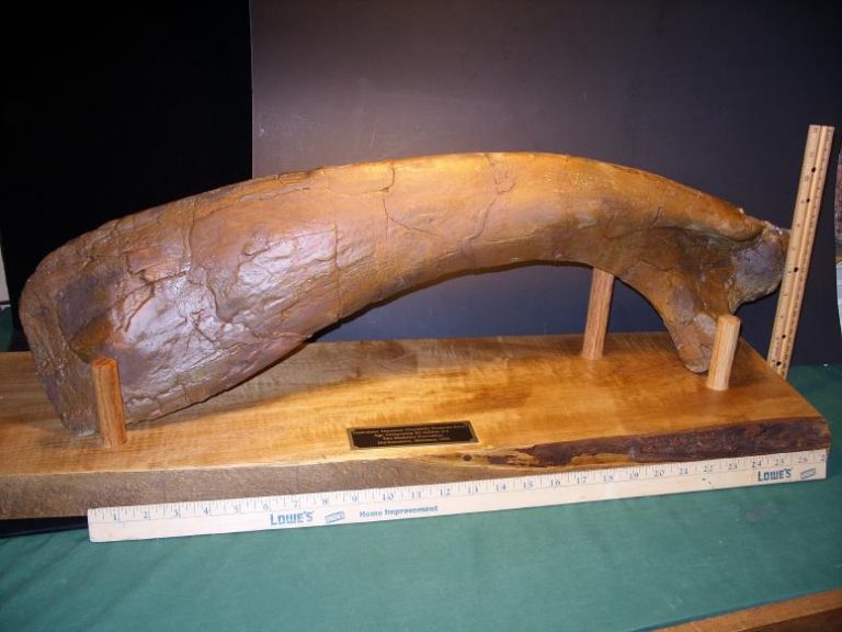 Hadrosaur “Duckbill Dinosaur” Scapula Bone (Shoulder Blade) (121819r