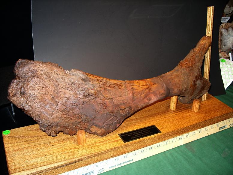 dinosaur pelvic bone