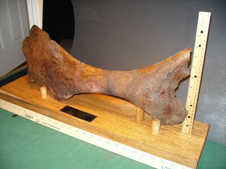 dinosaur pelvic bone