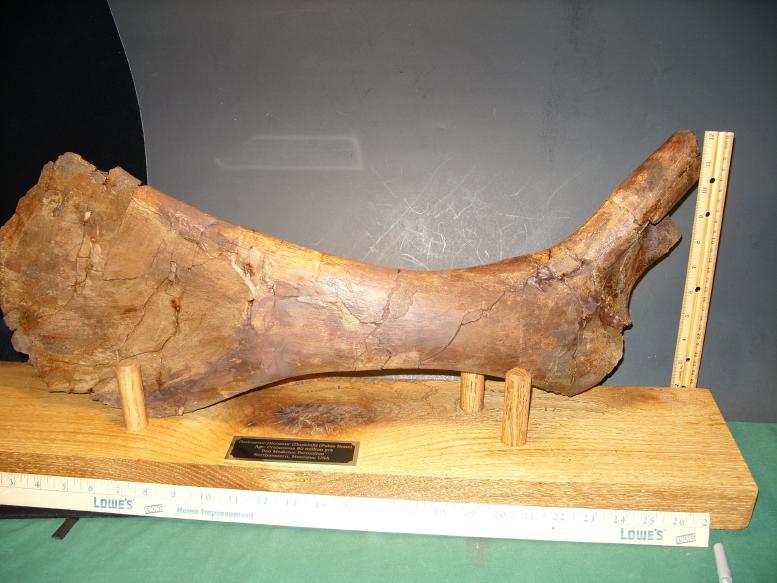 dinosaur pelvic bone