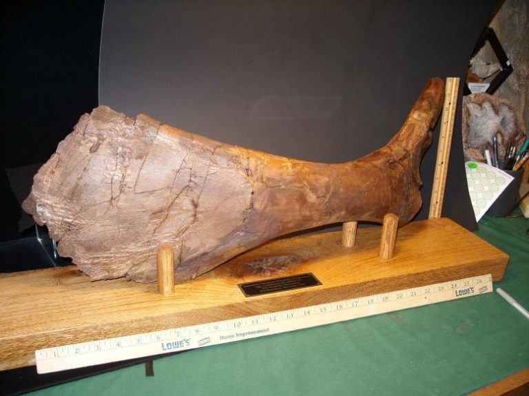 dinosaur pelvic bone