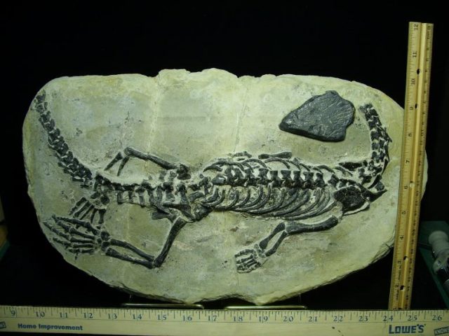 Claudiosaurus germaini  Reptile (010320a)