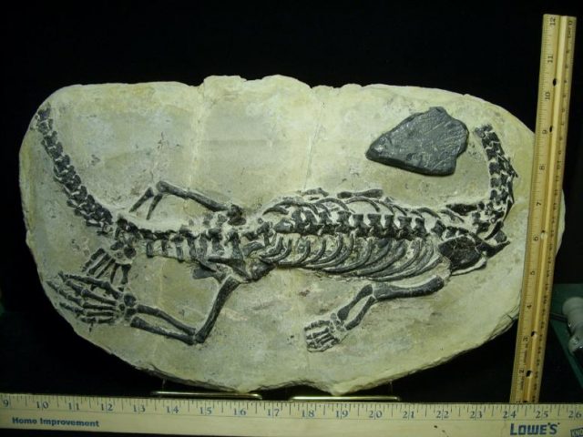 Claudiosaurus germaini  Reptile (010320a) - Image 2