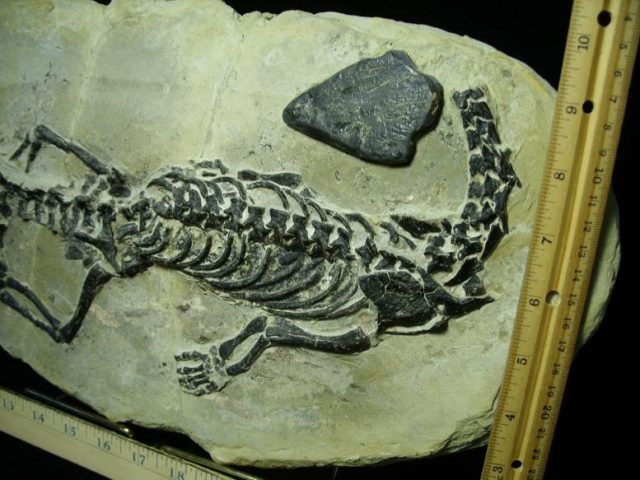 Claudiosaurus germaini  Reptile (010320a) - Image 3