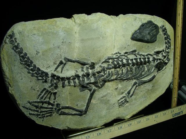 Claudiosaurus germaini  Reptile (010320a) - Image 4