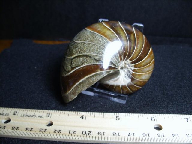 Fossilized Nautilus