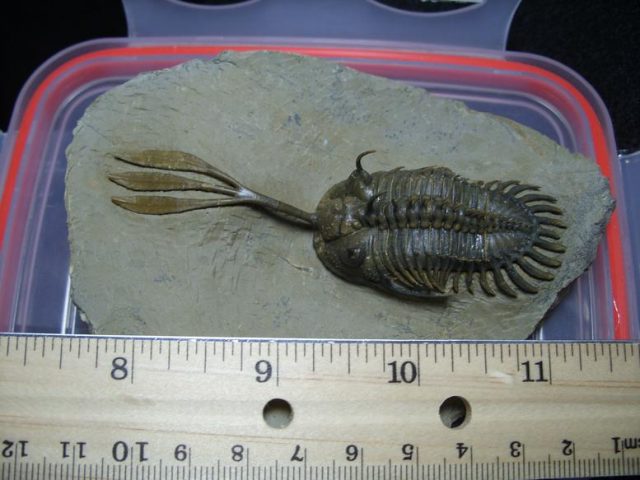 Trident Trilobite (013020m) - Image 2