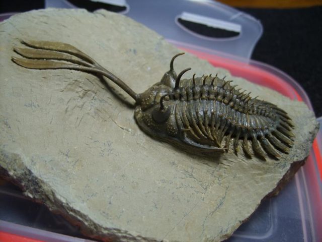 Trident Trilobite (013020m)