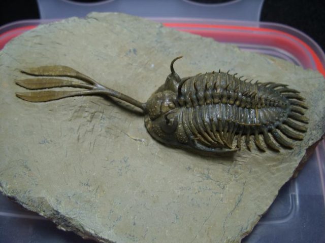 Trident Trilobite (013020m) - Image 4