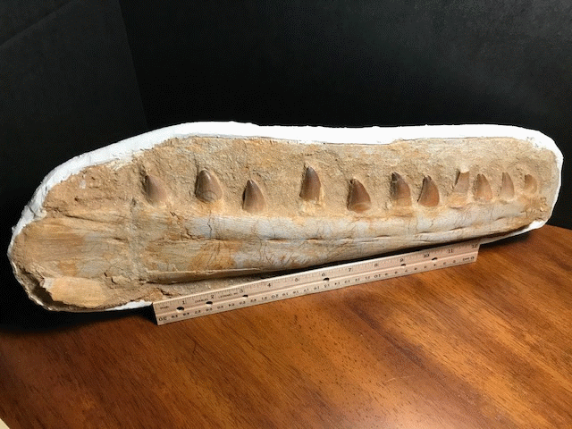 mosasaurus jaw for sale