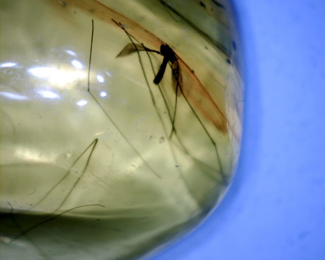 Dominican Amber Specimen with Fungas Gnat (022320b)