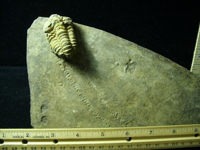 Trilobite Tracks & Trilobite (021120b)