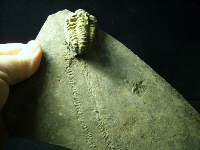 Trilobite Tracks & Trilobite (021120b) - Image 3