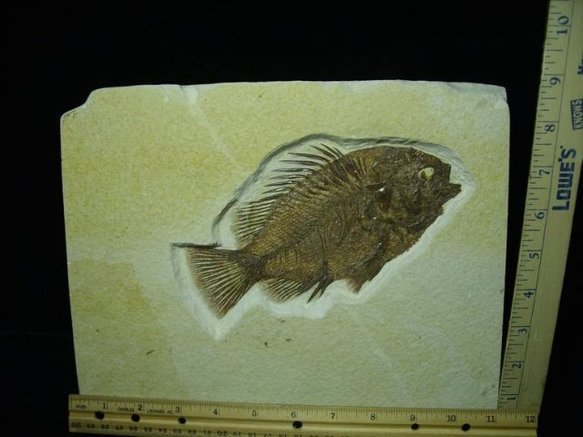 Priscacara  Fossil Fish  (021320p)