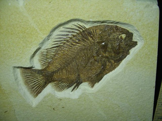 Priscacara  Fossil Fish  (021320p) - Image 2