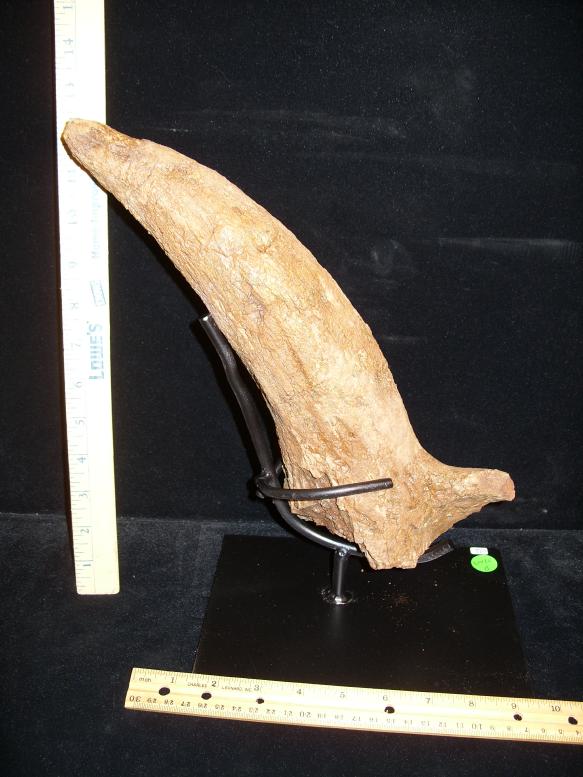 triceratops horn fossil for sale