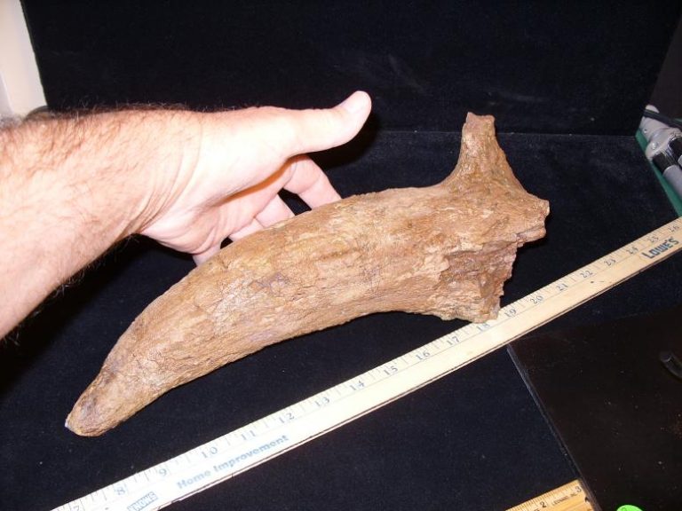 triceratops brow horn