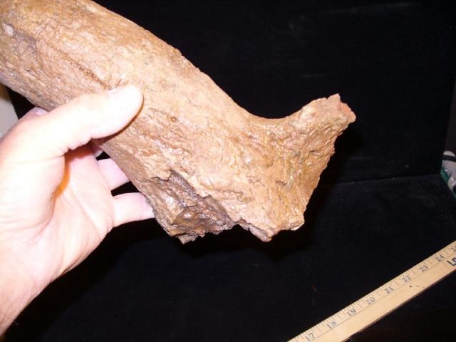 triceratops 1 horn