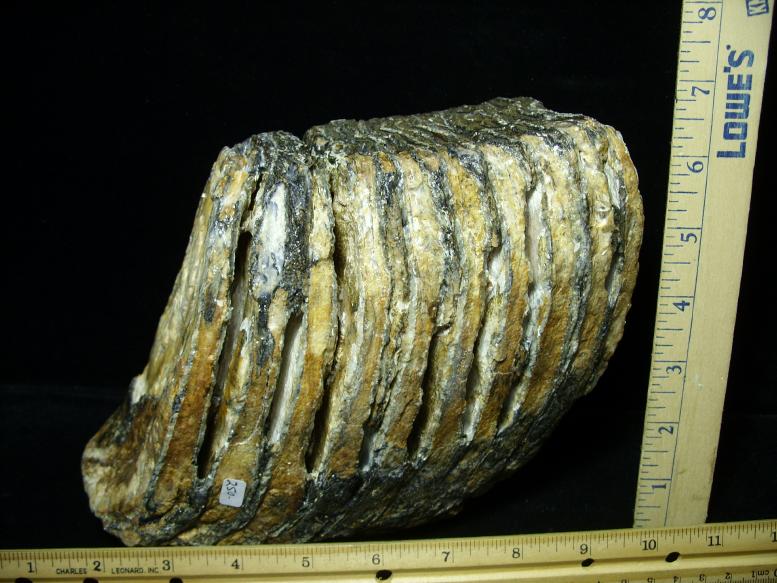 dinosaur molar