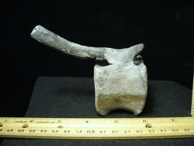 Hadrosaur Caudal Vertebrae (022120b)