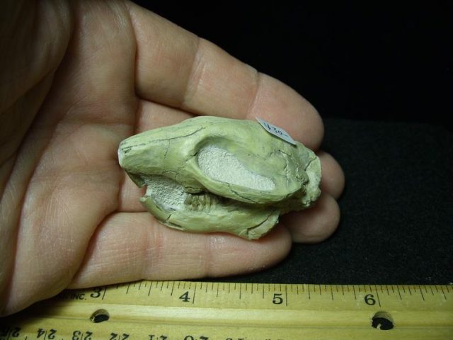 Fossilized Rabbit Skull (022120e)