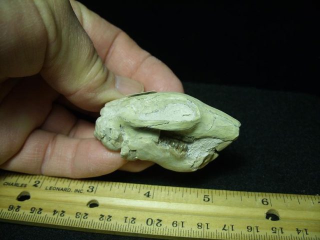 Fossilized Rabbit Skull (022120e) - Image 2