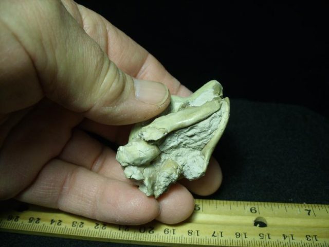 Fossilized Rabbit Skull (022120e) - Image 3