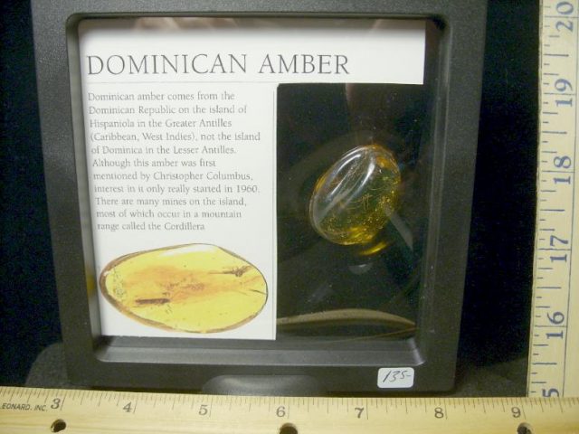 Dominican Amber Specimen with Fungas Gnat (022320b) - Image 2