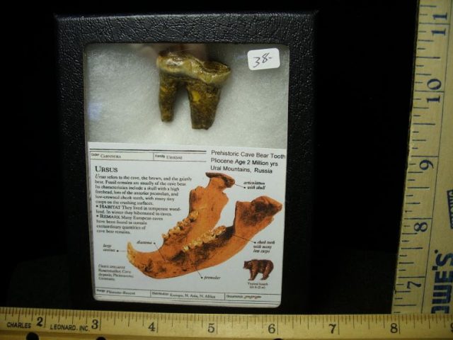 Fossilized Cave Bear Tooth  (022720h)