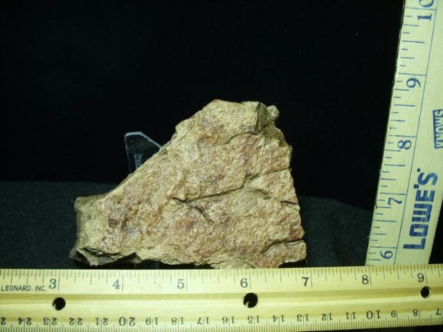 Triceratops Head Frill (022920m)