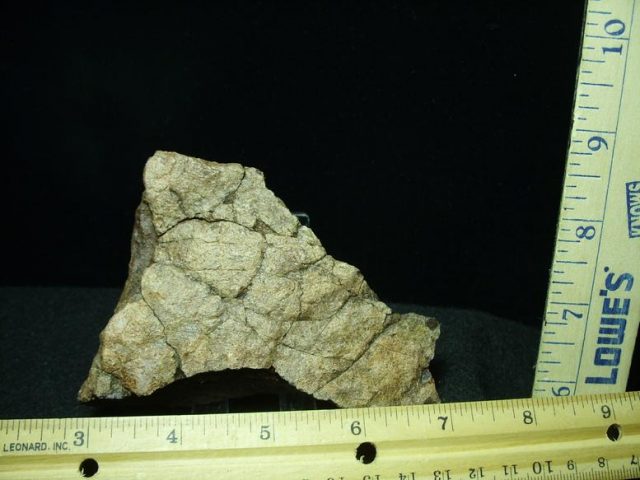 Triceratops Head Frill (022920m) - Image 3