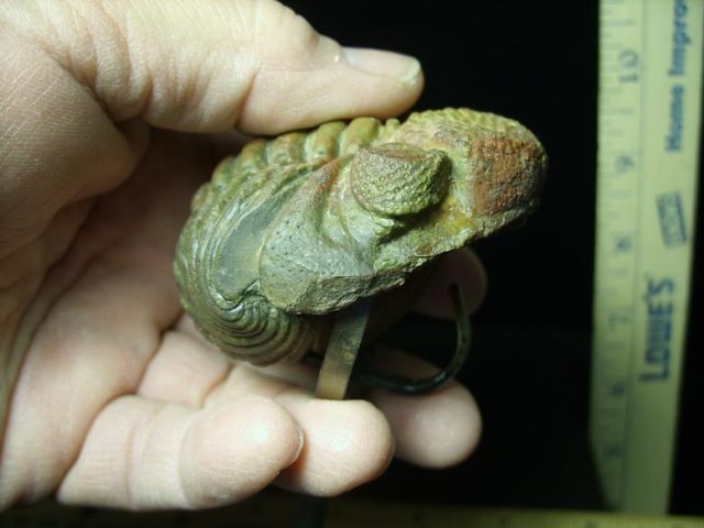 Fossilized "Enrolled" Trilobite – Phacops  (030120d) - Image 3