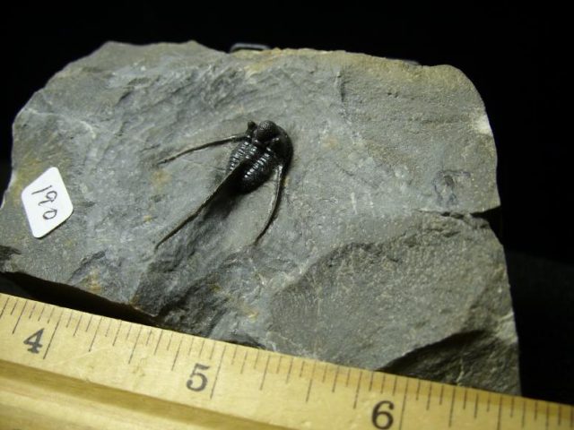 Cyphaspis Fossil Trilobite (030120a) - Image 4