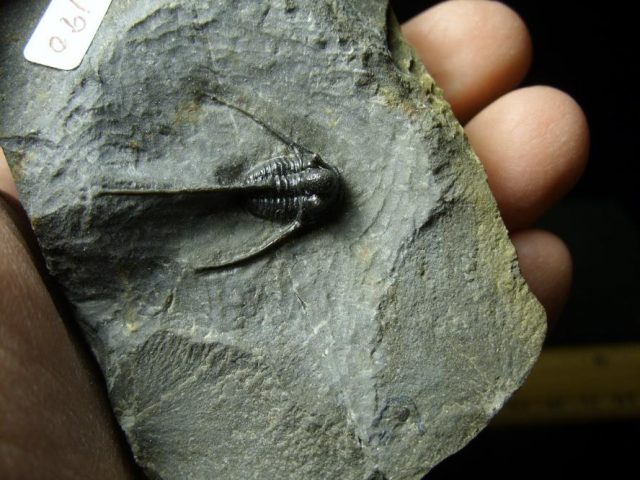 Cyphaspis Fossil Trilobite (030120a) - Image 2