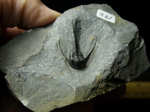 Cyphaspis Fossil Trilobite (030120a)