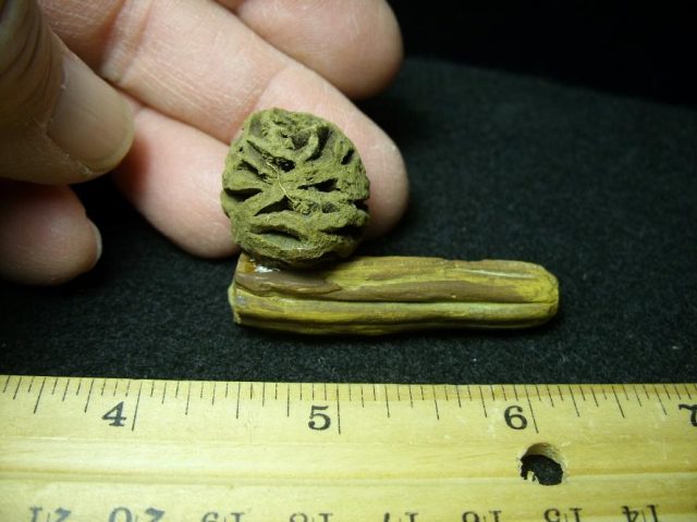 Prehistoric Fossilized Sequoia Cone on Branch (030320c)