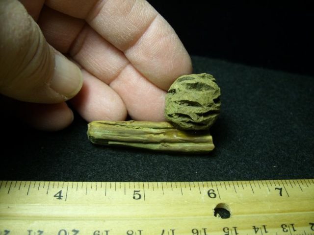 Prehistoric Fossilized Sequoia Cone on Branch (030320c) - Image 3