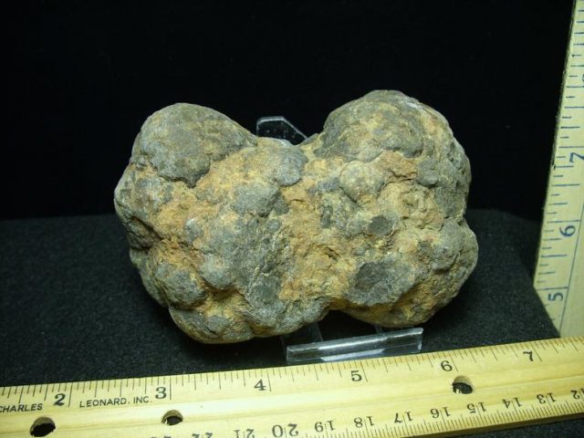 dinosaur coprolite for sale