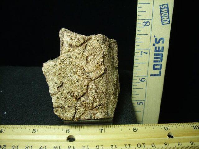 Triceratops Head Frill (030420e)