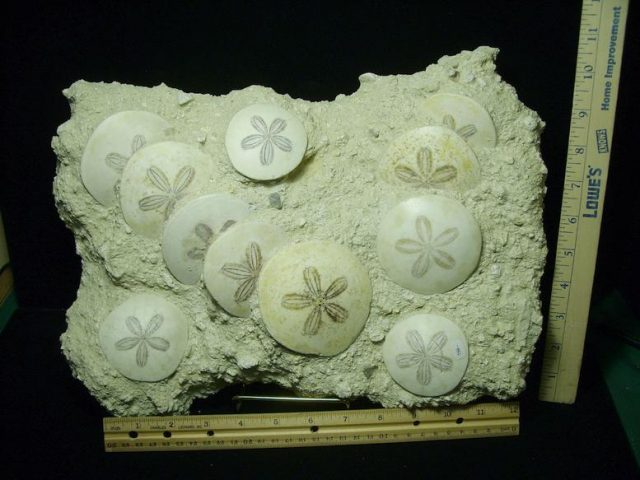 Fossilized Echinoids (Sand-dollars) (030420n)